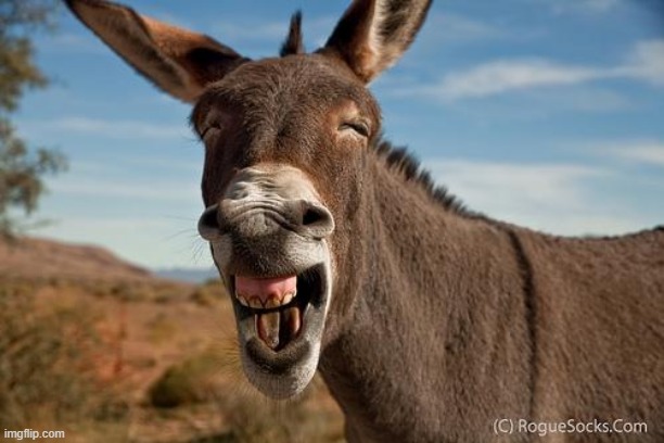Donkey Jackass Braying | image tagged in donkey jackass braying | made w/ Imgflip meme maker