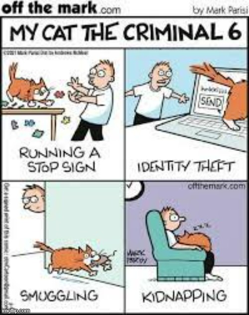 image tagged in memes,comics,cats,action,criminal,do all the things | made w/ Imgflip meme maker