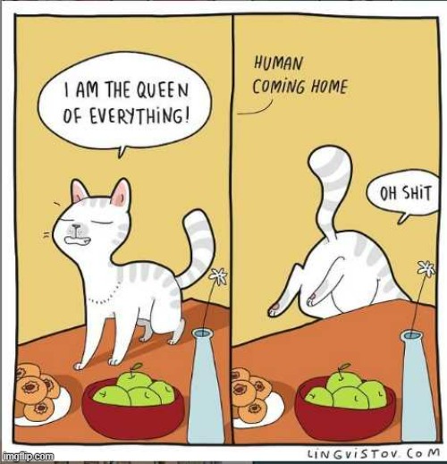 A Cat's way Of Thinking | image tagged in memes,comics,cats,the queen,i'm back,oh shit | made w/ Imgflip meme maker
