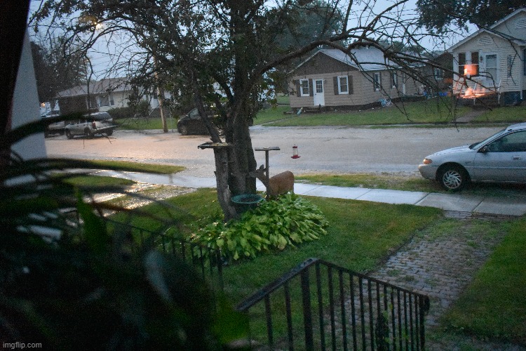 Deer in my front yard at dawn during a rain shower. | image tagged in deer,kewlew | made w/ Imgflip meme maker
