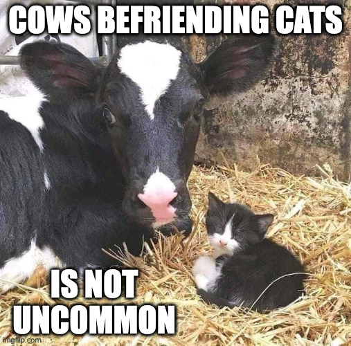 Cow and Kitten | COWS BEFRIENDING CATS; IS NOT UNCOMMON | image tagged in cow,kitten,cats,memes | made w/ Imgflip meme maker