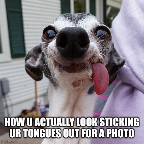 Memes | HOW U ACTUALLY LOOK STICKING UR TONGUES OUT FOR A PHOTO | image tagged in so true memes | made w/ Imgflip meme maker