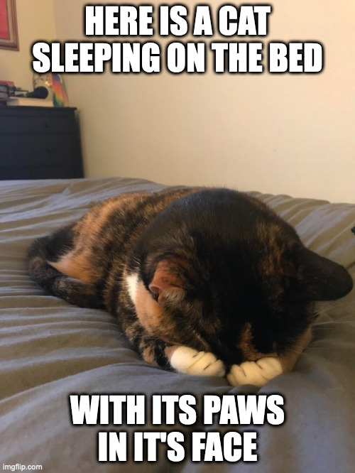 Cat on Bed | HERE IS A CAT SLEEPING ON THE BED; WITH ITS PAWS IN IT'S FACE | image tagged in cats,memes | made w/ Imgflip meme maker