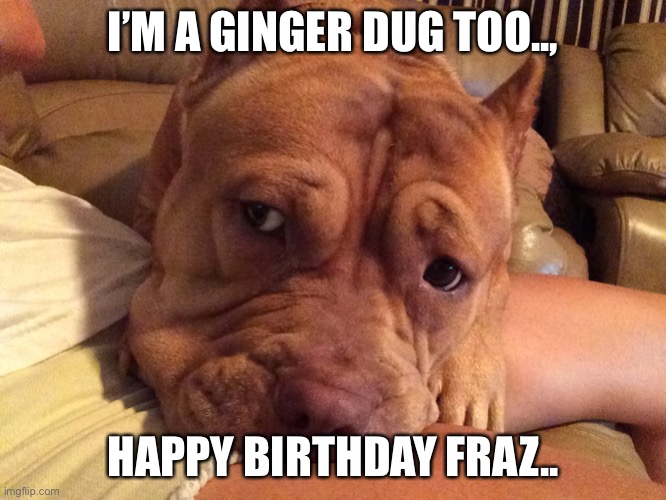 Ginger wish good day |  I’M A GINGER DUG TOO.., HAPPY BIRTHDAY FRAZ.. | image tagged in ginger wish good day | made w/ Imgflip meme maker