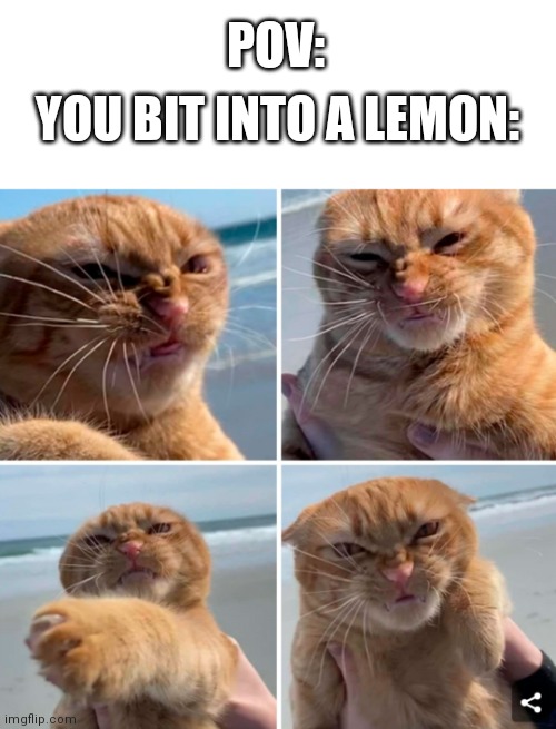 Lemons |  POV:; YOU BIT INTO A LEMON: | image tagged in lemons,lemon,cats,funny cats | made w/ Imgflip meme maker