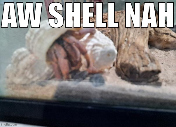 AW SHELL NAH | image tagged in aw shell nah | made w/ Imgflip meme maker