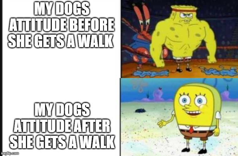 dog strong spongebob | MY DOGS ATTITUDE BEFORE SHE GETS A WALK; MY DOGS ATTITUDE AFTER SHE GETS A WALK | image tagged in strong vs weak spongebob,dog memes | made w/ Imgflip meme maker