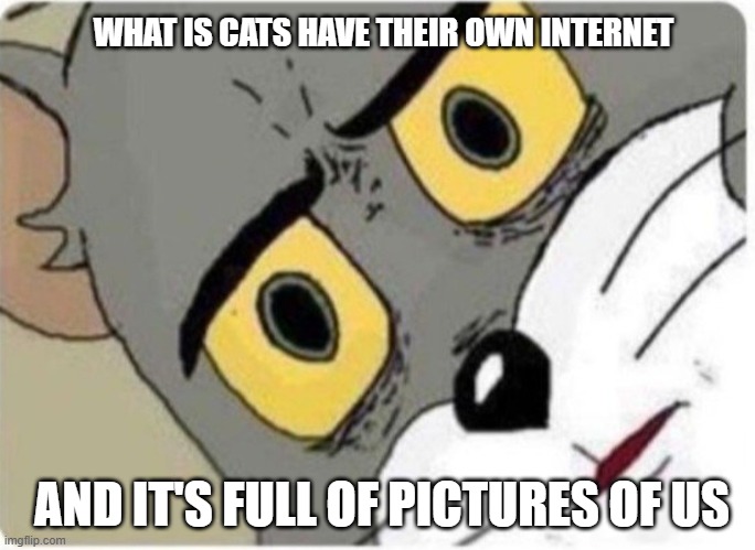 I- I can never look at a cat the same way again | WHAT IS CATS HAVE THEIR OWN INTERNET; AND IT'S FULL OF PICTURES OF US | image tagged in tom and jerry meme | made w/ Imgflip meme maker