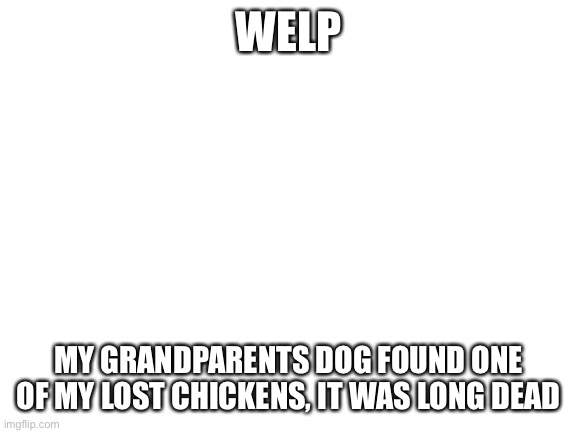 :( | WELP; MY GRANDPARENTS DOG FOUND ONE OF MY LOST CHICKENS, IT WAS LONG DEAD | image tagged in blank white template | made w/ Imgflip meme maker