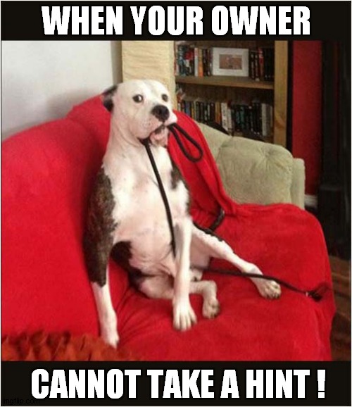 It's Walkies Time ! | WHEN YOUR OWNER; CANNOT TAKE A HINT ! | image tagged in dogs,walking,hints | made w/ Imgflip meme maker