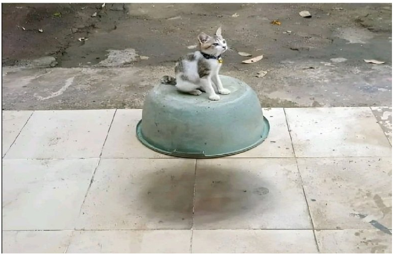 High Quality Cat on bowl Blank Meme Template