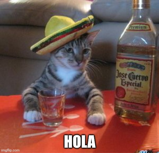 Mexican Cat | HOLA | image tagged in mexican cat | made w/ Imgflip meme maker