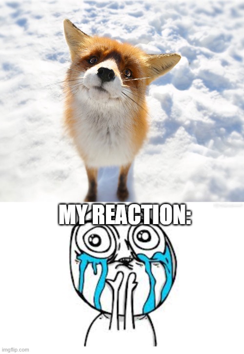 i love animals <3 | MY REACTION: | image tagged in memes,crying because of cute | made w/ Imgflip meme maker