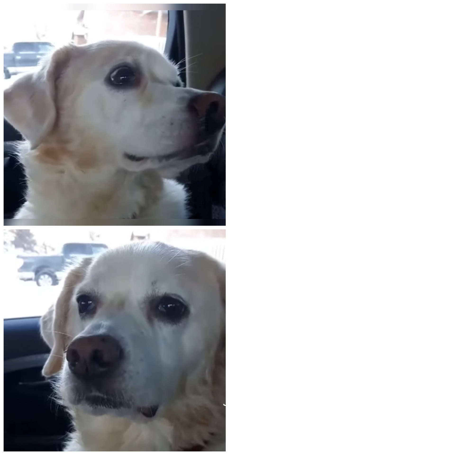 Depressed dog #2 Blank Meme Template