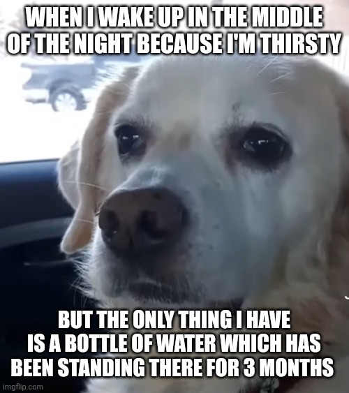 Depressed/disappointed dog | WHEN I WAKE UP IN THE MIDDLE OF THE NIGHT BECAUSE I'M THIRSTY; BUT THE ONLY THING I HAVE IS A BOTTLE OF WATER WHICH HAS BEEN STANDING THERE FOR 3 MONTHS | image tagged in depressed dog | made w/ Imgflip meme maker