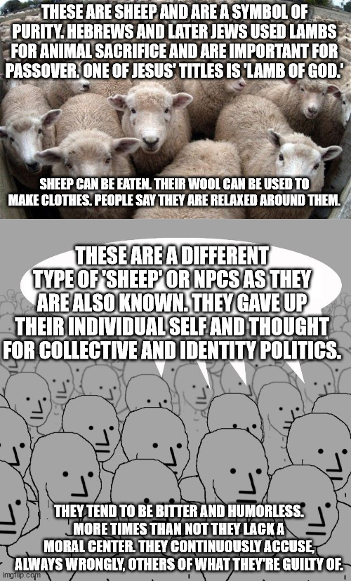 Sheep vs. 'Sheep'. | THESE ARE SHEEP AND ARE A SYMBOL OF PURITY. HEBREWS AND LATER JEWS USED LAMBS FOR ANIMAL SACRIFICE AND ARE IMPORTANT FOR PASSOVER. ONE OF JESUS' TITLES IS 'LAMB OF GOD.'; SHEEP CAN BE EATEN. THEIR WOOL CAN BE USED TO MAKE CLOTHES. PEOPLE SAY THEY ARE RELAXED AROUND THEM. THESE ARE A DIFFERENT TYPE OF 'SHEEP' OR NPCS AS THEY ARE ALSO KNOWN. THEY GAVE UP THEIR INDIVIDUAL SELF AND THOUGHT FOR COLLECTIVE AND IDENTITY POLITICS. THEY TEND TO BE BITTER AND HUMORLESS. MORE TIMES THAN NOT THEY LACK A MORAL CENTER. THEY CONTINUOUSLY ACCUSE, ALWAYS WRONGLY, OTHERS OF WHAT THEY'RE GUILTY OF. | image tagged in sheeple,npc,conservatives | made w/ Imgflip meme maker