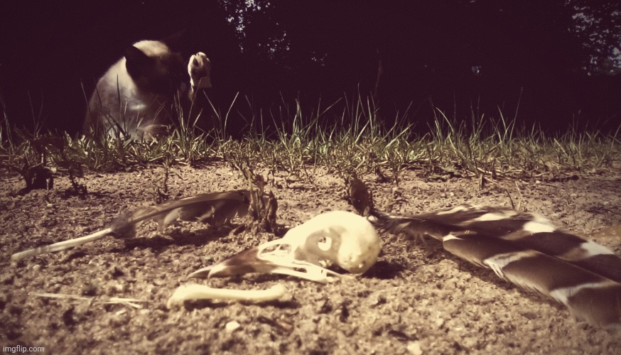 "Victim and Culprit", a picture I staged of my blue jay skull | made w/ Imgflip meme maker