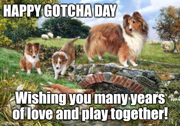 Happy Gotcha Day | HAPPY GOTCHA DAY; Wishing you many years of love and play together! | image tagged in sheltie,gotcha day,happy | made w/ Imgflip meme maker