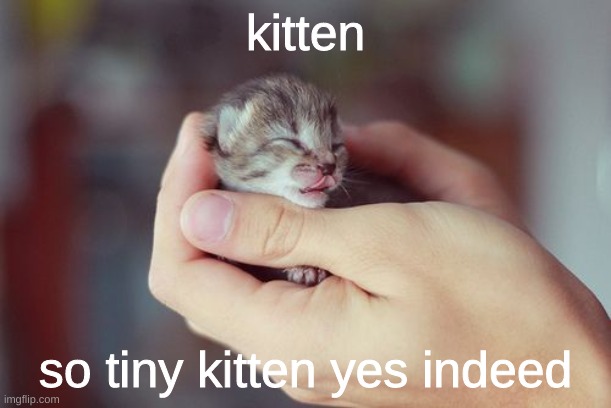 yes tiny kitten indeed | kitten; so tiny kitten yes indeed | image tagged in kitten,cute,tiny,indeedtiny | made w/ Imgflip meme maker