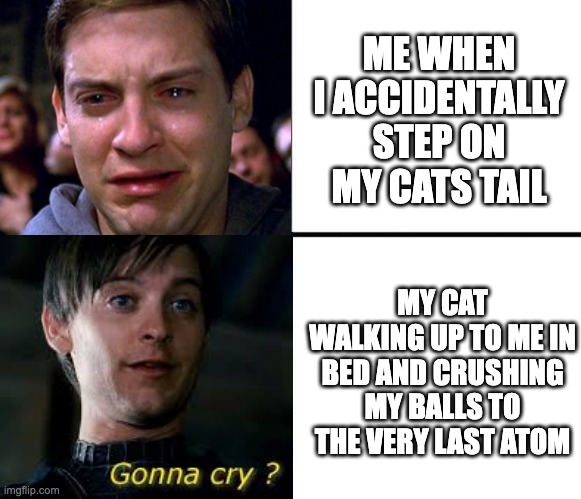 Why do they always know where to aim? | ME WHEN I ACCIDENTALLY STEP ON MY CATS TAIL; MY CAT WALKING UP TO ME IN BED AND CRUSHING MY BALLS TO THE VERY LAST ATOM | image tagged in funny,memes,funny memes,toby maguire,cat,peter parker cry | made w/ Imgflip meme maker