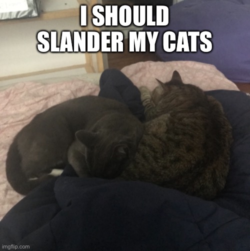 I SHOULD SLANDER MY CATS | made w/ Imgflip meme maker