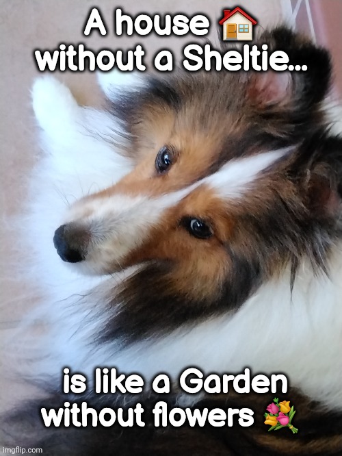 Sheltie is a Flower | A house 🏠 without a Sheltie... is like a Garden without flowers 💐 | image tagged in garden,sheltie,flowers | made w/ Imgflip meme maker