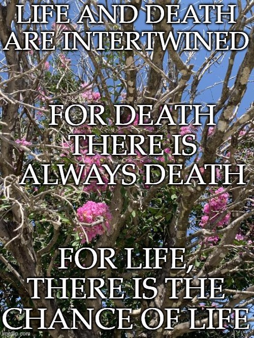 Life and Death in Texas - Crepe Myrtle |  LIFE AND DEATH ARE INTERTWINED; FOR DEATH THERE IS ALWAYS DEATH; FOR LIFE, THERE IS THE CHANCE OF LIFE | image tagged in crepe myrtle texas,texas,death,life,flowers,gardening | made w/ Imgflip meme maker