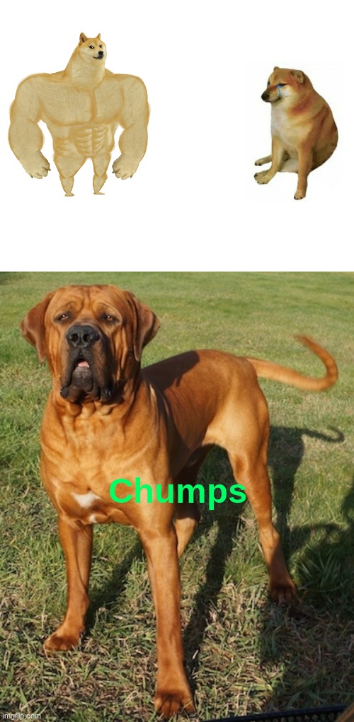 You have never had 1 job. | Chumps | image tagged in memes,buff doge vs cheems | made w/ Imgflip meme maker