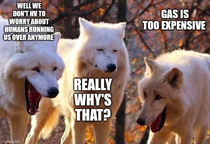 Laughing wolf | WELL WE DON'T HV TO WORRY ABOUT HUMANS RUNNING US OVER ANYMORE; GAS IS TOO EXPENSIVE; REALLY WHY'S THAT? | image tagged in laughing wolf | made w/ Imgflip meme maker