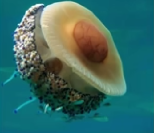 avocado jellyfish Blank Meme Template