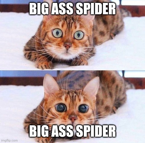 Cat Wide-Eyes | BIG ASS SPIDER; BIG ASS SPIDER | image tagged in cat wide-eyes | made w/ Imgflip meme maker