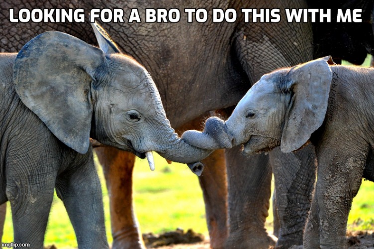 image tagged in bros,elephants,lgbtq,frot,trunks,foreskins | made w/ Imgflip meme maker