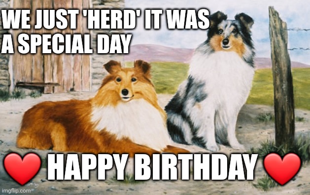 Happy Birthday |  WE JUST 'HERD' IT WAS 
A SPECIAL DAY; ❤ HAPPY BIRTHDAY ❤ | image tagged in sheltie,birthday,herd | made w/ Imgflip meme maker
