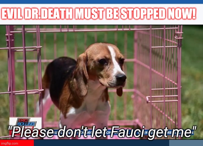 Still killing Pups! Arrest Fauci NOW! |  EVIL DR.DEATH MUST BE STOPPED NOW! "Please don't let Fauci get me" | image tagged in insane doctor,fauci,evil,communist,killer,libtard | made w/ Imgflip meme maker