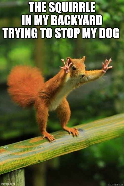 Wait!!!!! |  THE SQUIRRLE IN MY BACKYARD TRYING TO STOP MY DOG | image tagged in wait a minute squirrel,funny memes,memes,funny | made w/ Imgflip meme maker