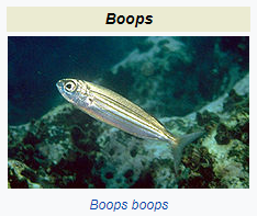 Boops Boops Blank Template - Imgflip