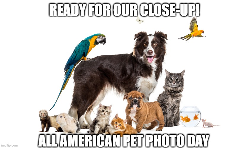 All American Pet Photo Day | READY FOR OUR CLOSE-UP! ALL AMERICAN PET PHOTO DAY | image tagged in pet,photos,social media,all american pet photo day | made w/ Imgflip meme maker