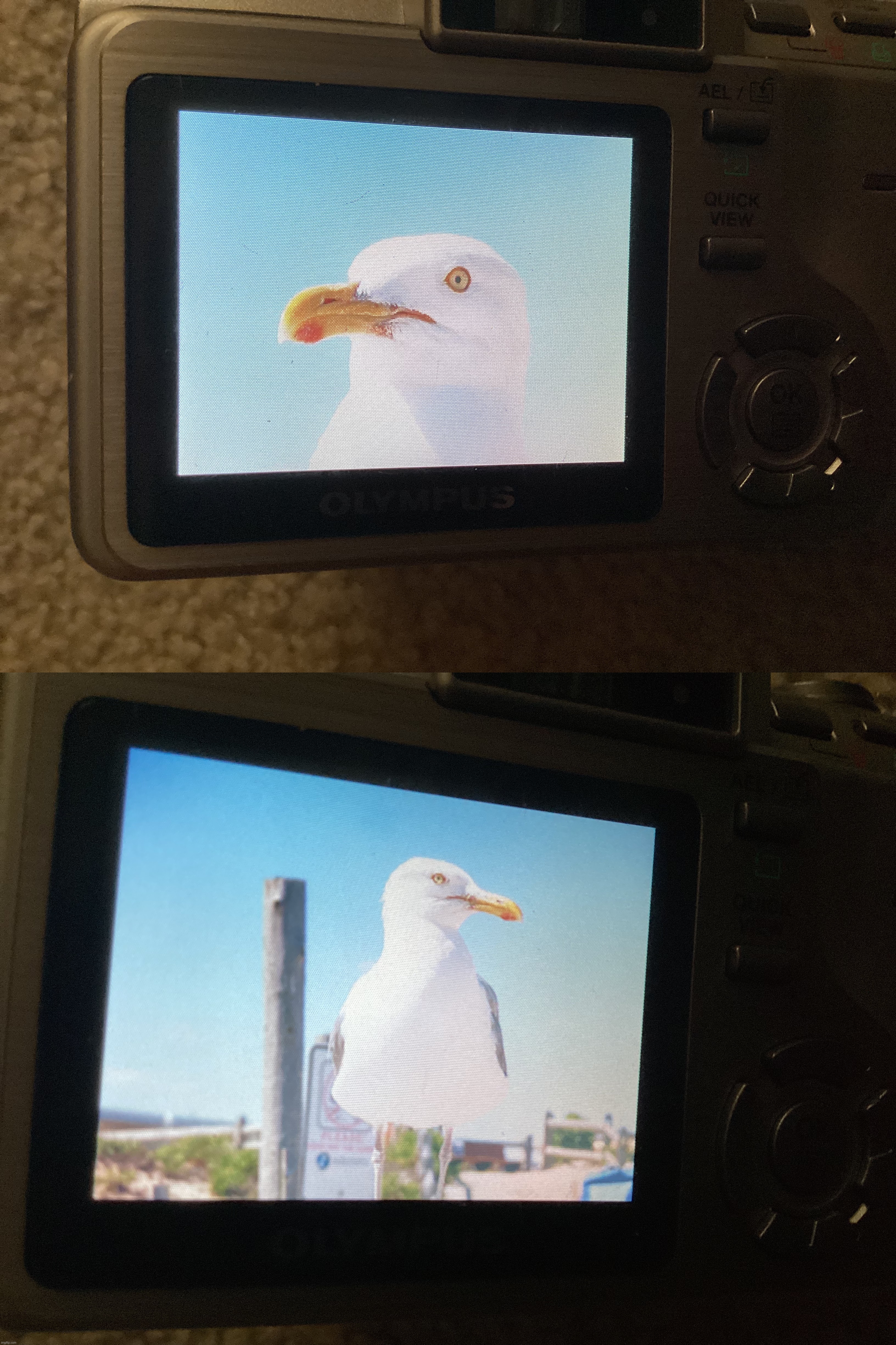 2 amazing pictures that I took of a Herring Gull at the beach yesterday | made w/ Imgflip meme maker