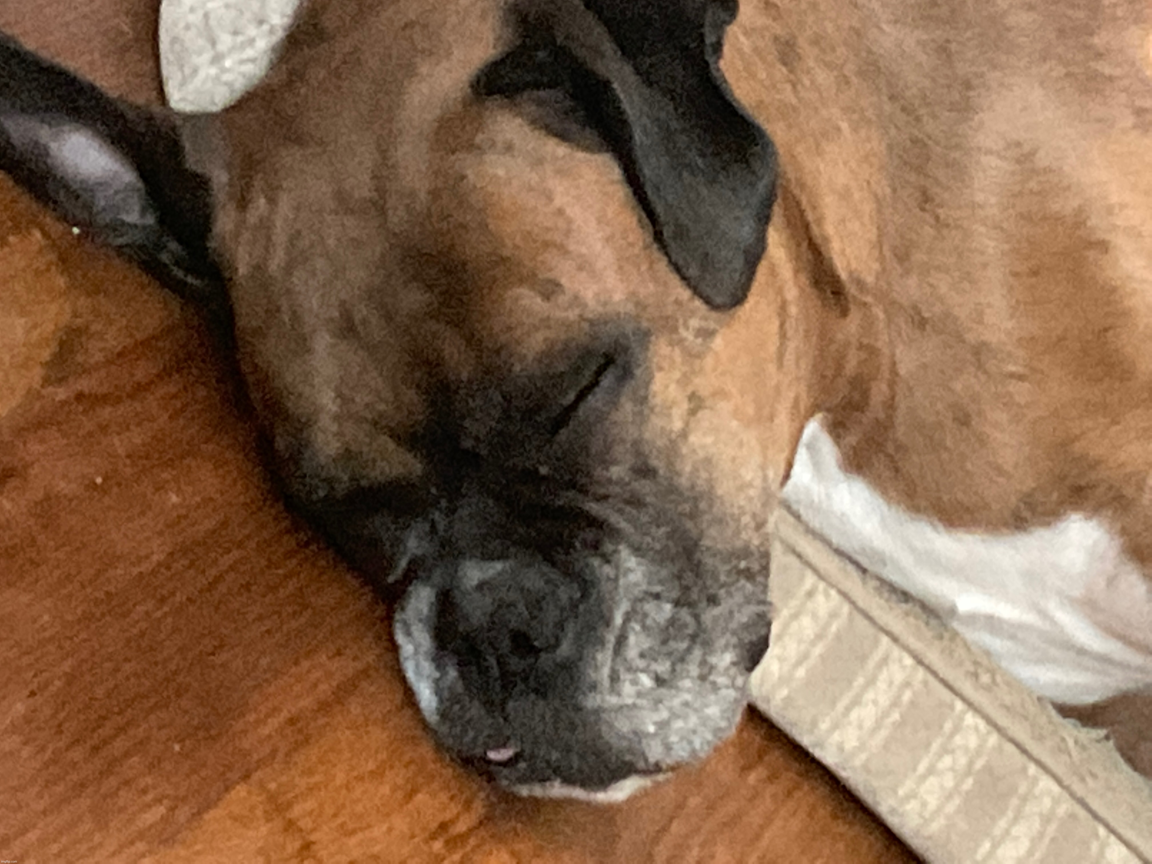 Sleepy doggo | image tagged in dogs | made w/ Imgflip meme maker