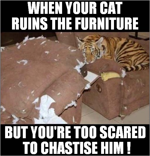 Don't You Just Hate It ... | WHEN YOUR CAT RUINS THE FURNITURE; BUT YOU'RE TOO SCARED
 TO CHASTISE HIM ! | image tagged in cats,tiger,furniture,ruined,scared | made w/ Imgflip meme maker