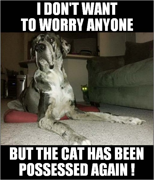 A Dogs Concern Over Demonic Cat ! | I DON'T WANT TO WORRY ANYONE; BUT THE CAT HAS BEEN
POSSESSED AGAIN ! | image tagged in dogs,cats,demonic,possessed | made w/ Imgflip meme maker