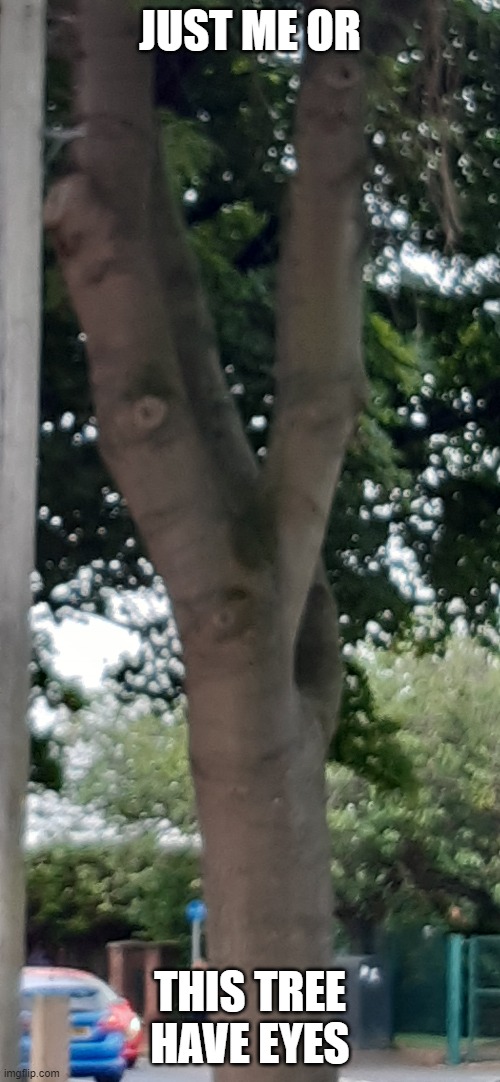 ummm | JUST ME OR; THIS TREE HAVE EYES | image tagged in memes | made w/ Imgflip meme maker