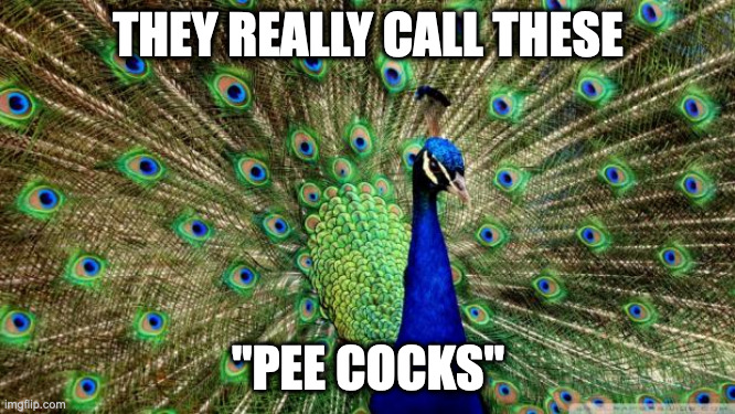 Peacock | THEY REALLY CALL THESE; "PEE COCKS" | image tagged in peacock | made w/ Imgflip meme maker