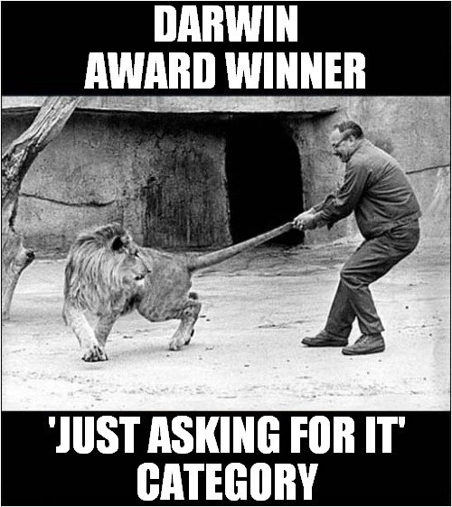 The Last Picture Of This Keeper ! | DARWIN AWARD WINNER; 'JUST ASKING FOR IT'
CATEGORY | image tagged in darwin awards,keeper,lion,dark humour | made w/ Imgflip meme maker