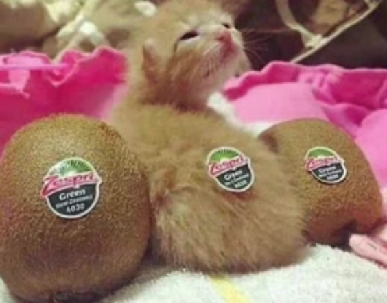 High Quality kiwi cat Blank Meme Template