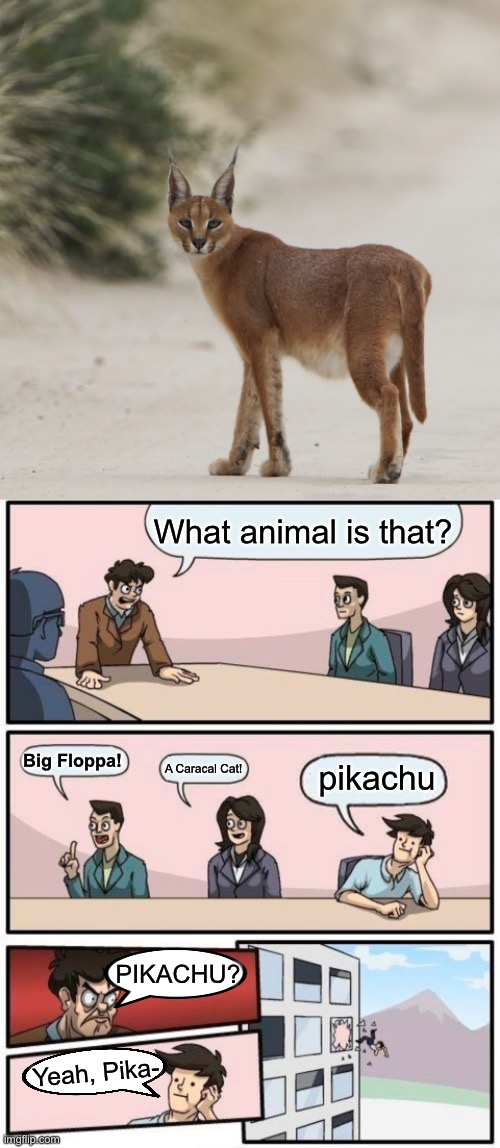 Pikachu is not a cat (Mod note: You bet you're right) | What animal is that? Big Floppa! pikachu; A Caracal Cat! PIKACHU? Yeah, Pika- | image tagged in memes,boardroom meeting suggestion | made w/ Imgflip meme maker