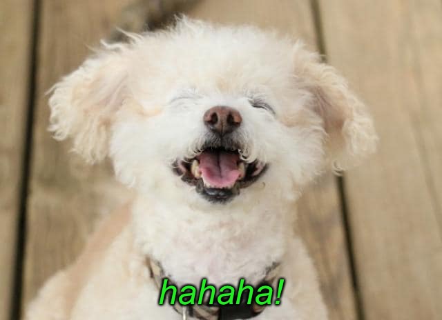 hahaha! | made w/ Imgflip meme maker