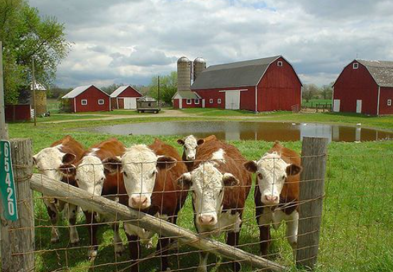 Cows With Barns In The Background Blank Meme Template