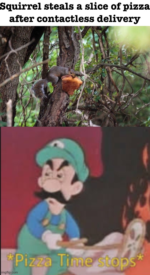 Squirrels are pizza thieves and Luigi is mad | image tagged in pizza time stops | made w/ Imgflip meme maker