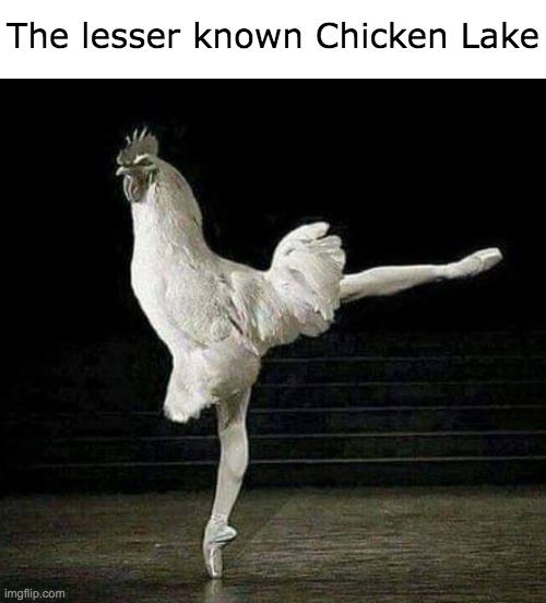 Chicken Lake | The lesser known Chicken Lake | image tagged in memes,funny,animals,chickens,swan lake,funny animals | made w/ Imgflip meme maker